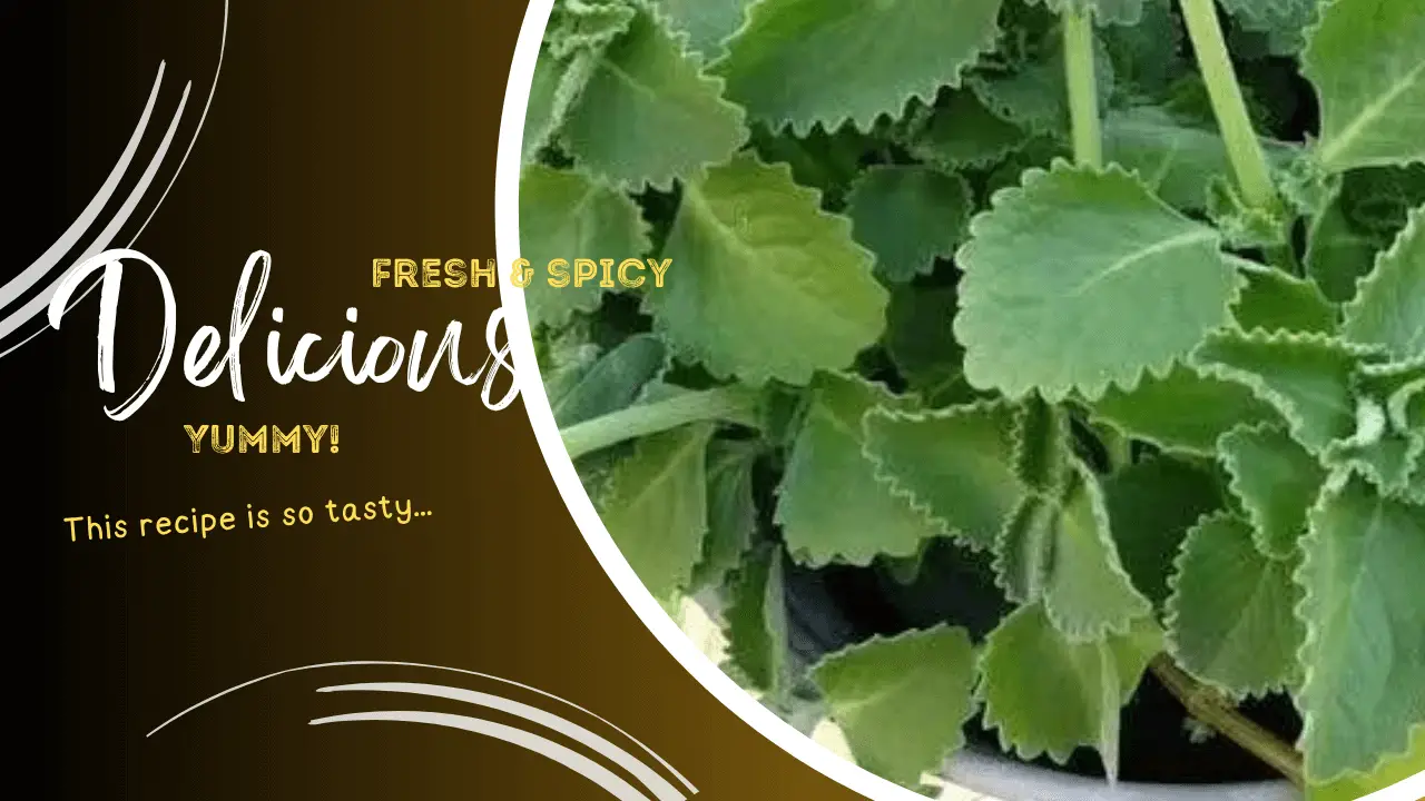 Just 1 Oregano Leaf Per Day and You Won’t Suffer A Natural Health Recipe