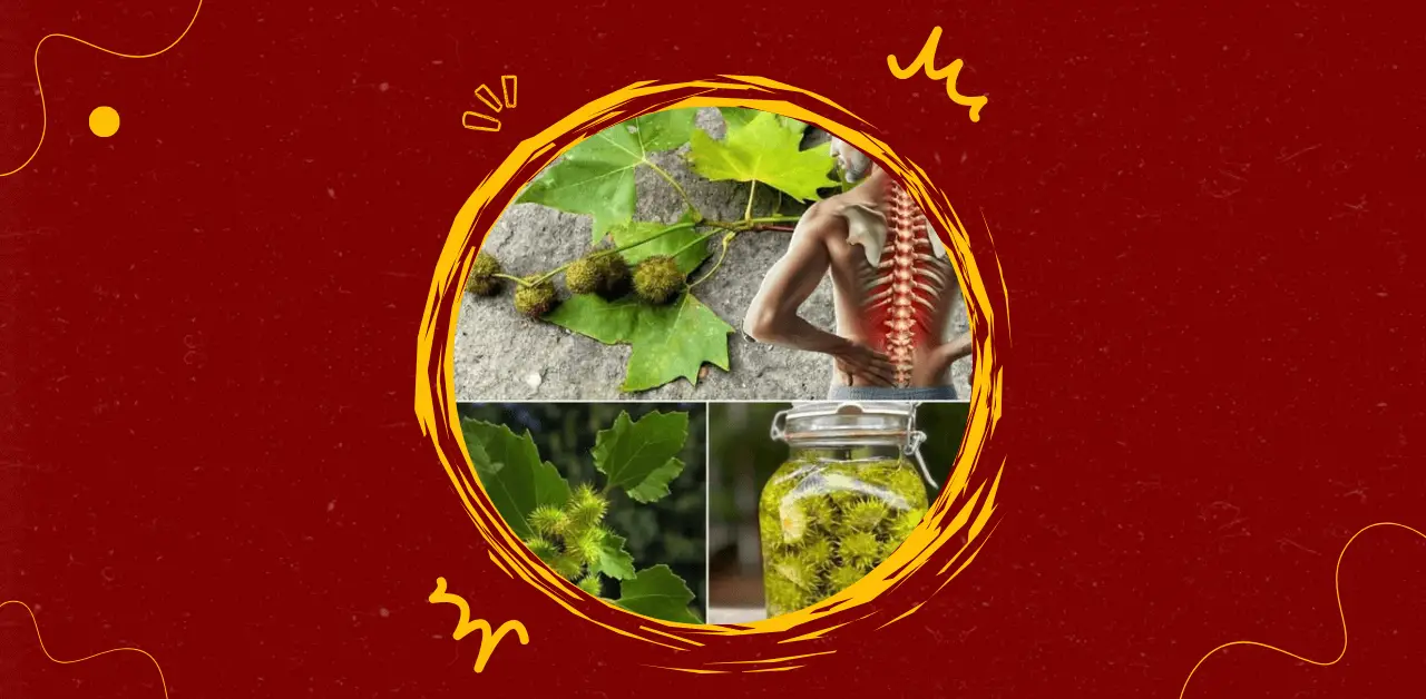 Spine & Joint Relief Castor Bean Tincture Recipe