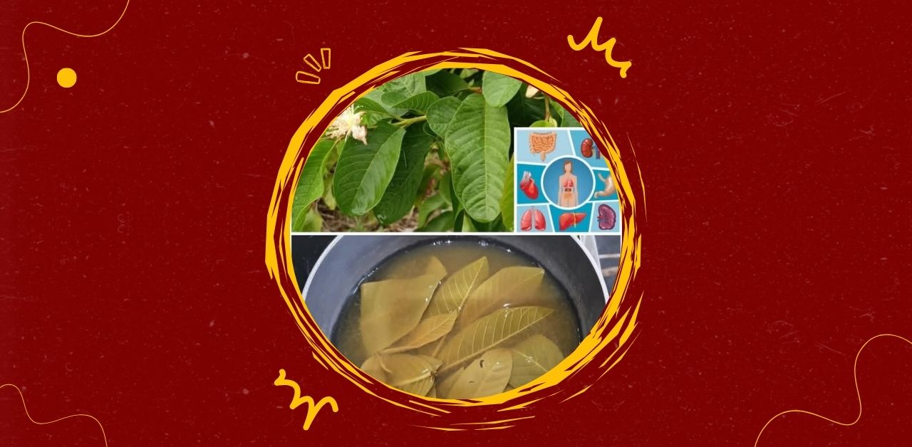 Guava Leaf Vitality Brew Recipe