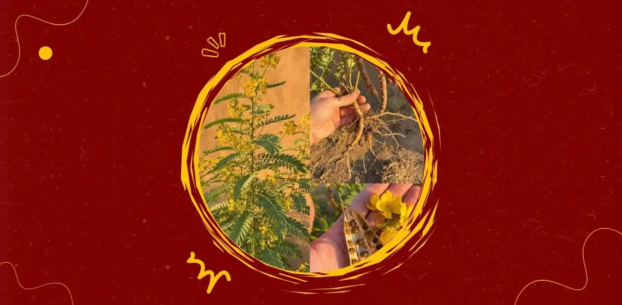 Golden Cassia Seed & Flower Herbal Infusion Recipe