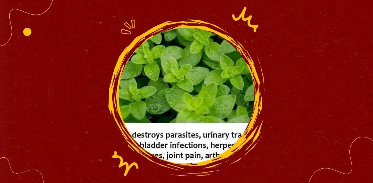 Oregano Wellness Infusion Recipe