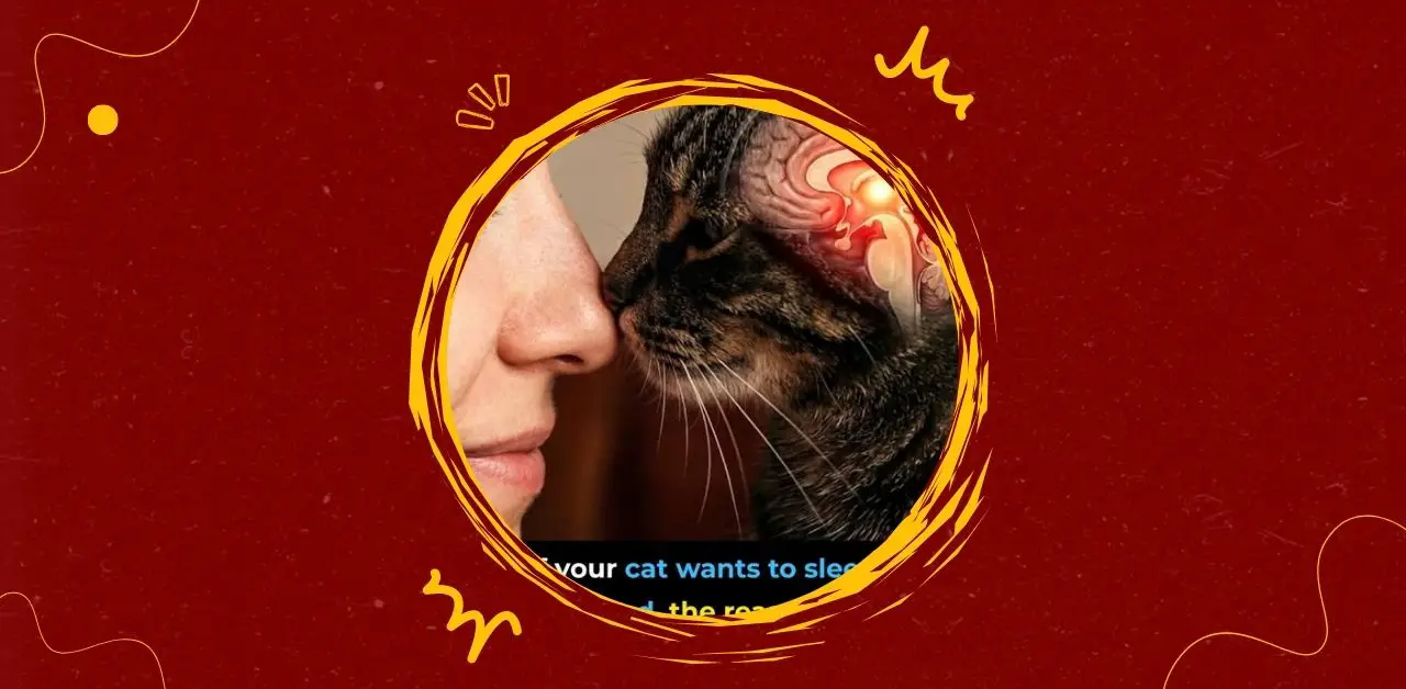 Why Your Cat Wants to Sleep in Your Bed The Surprising Reasons