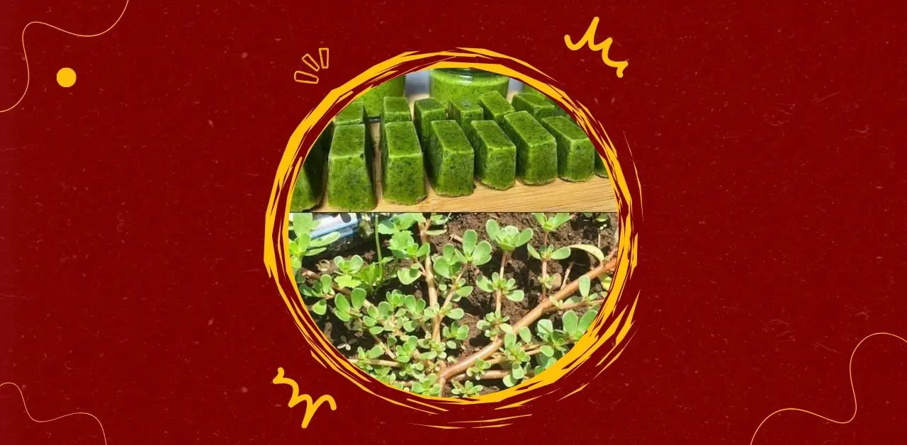 Preserved Purslane Paste Cubes Recipe