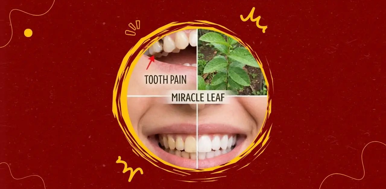 Miracle Leaf Oral Wellness Infusion Recipe