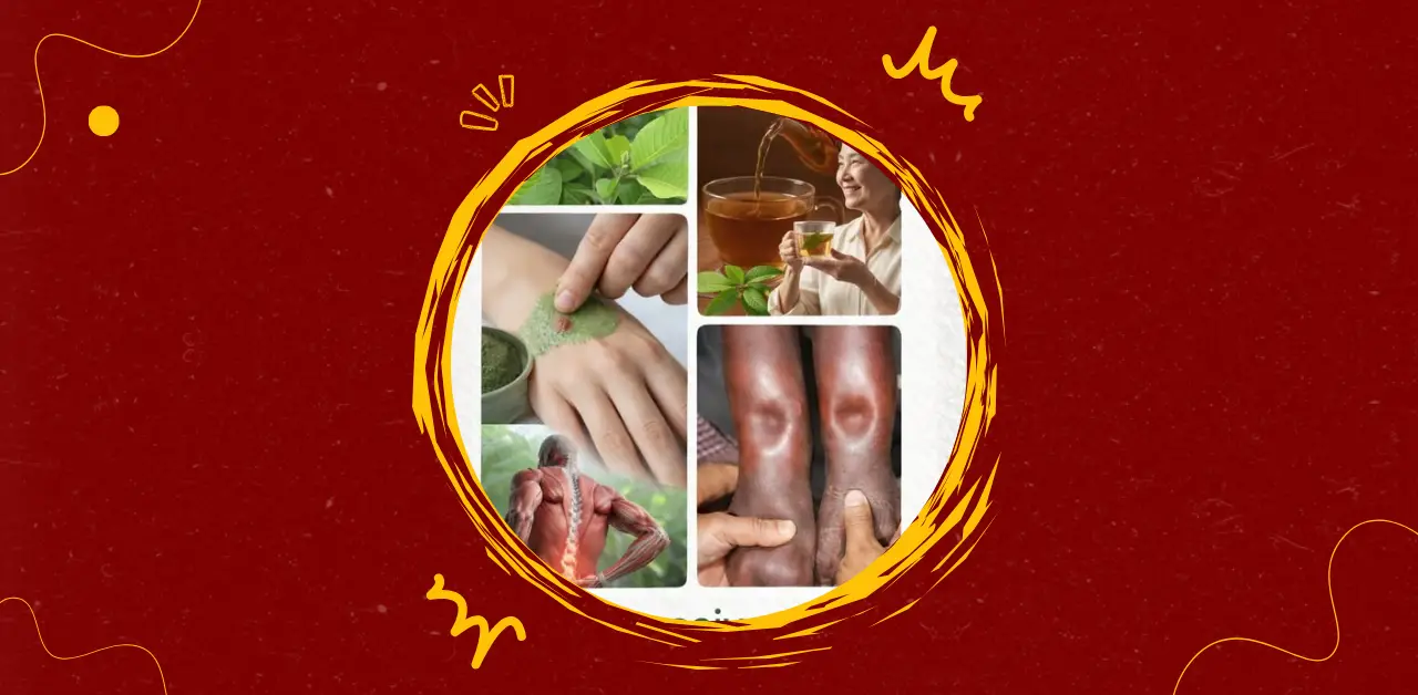 Guava Leaf Infusion for Joint Relief and Circulation Support