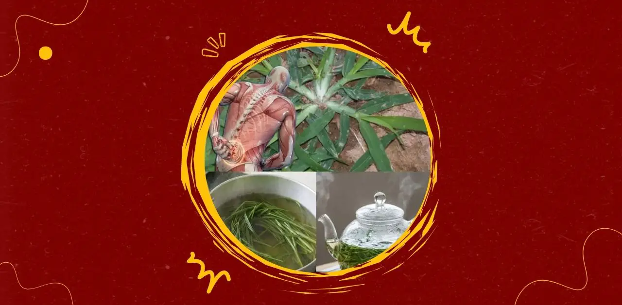 Herbal Back Comfort Tea Recipe