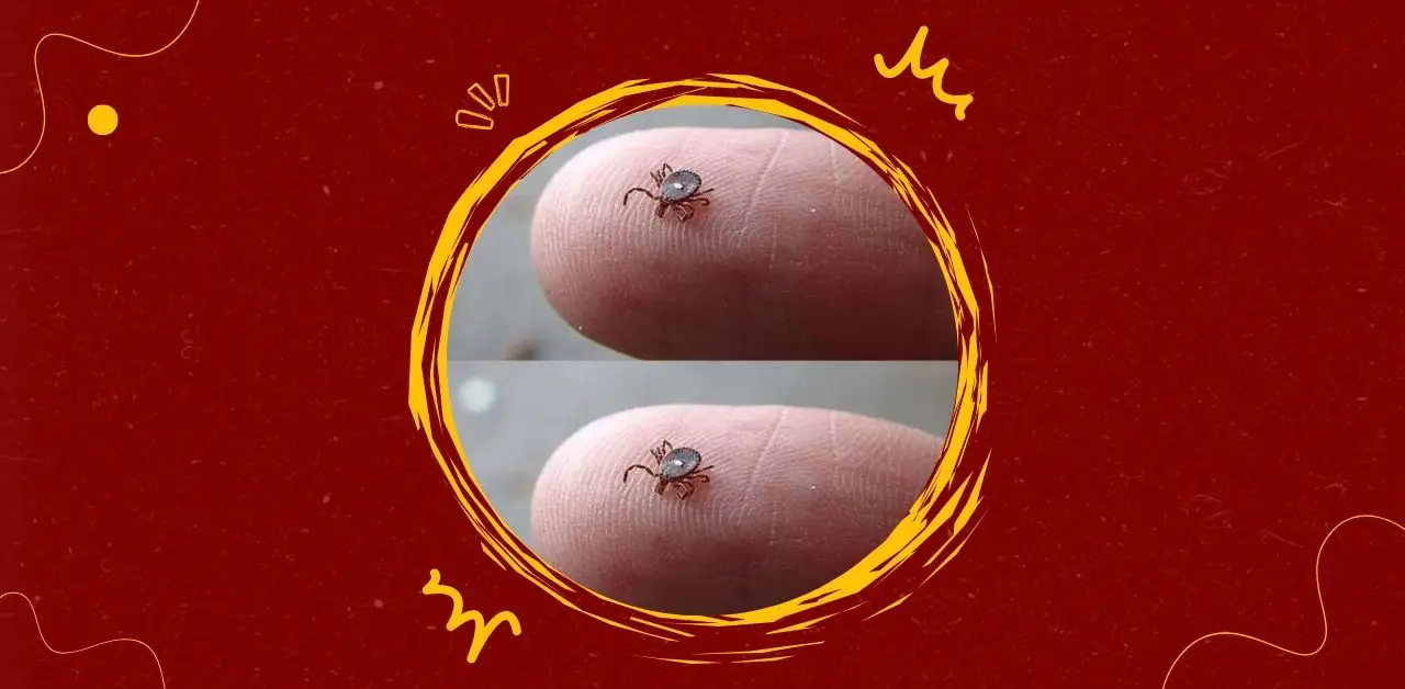 The Hidden Threat Understanding Ticks and Protecting Yourself