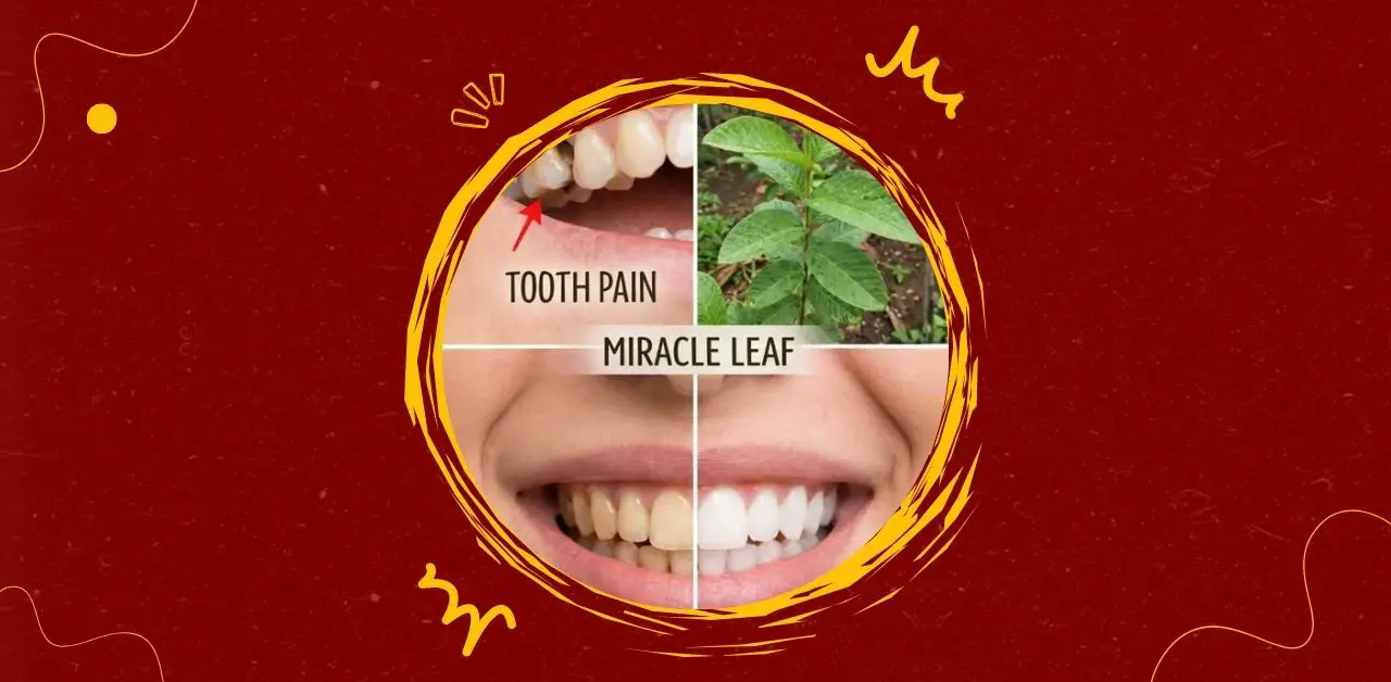 Miracle Leaf Oral Care Rinse Remedy