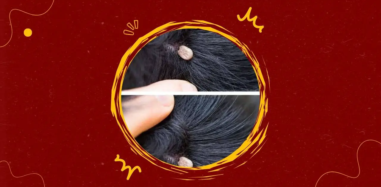 Ticks and Protecting Your Pets You Need To Know