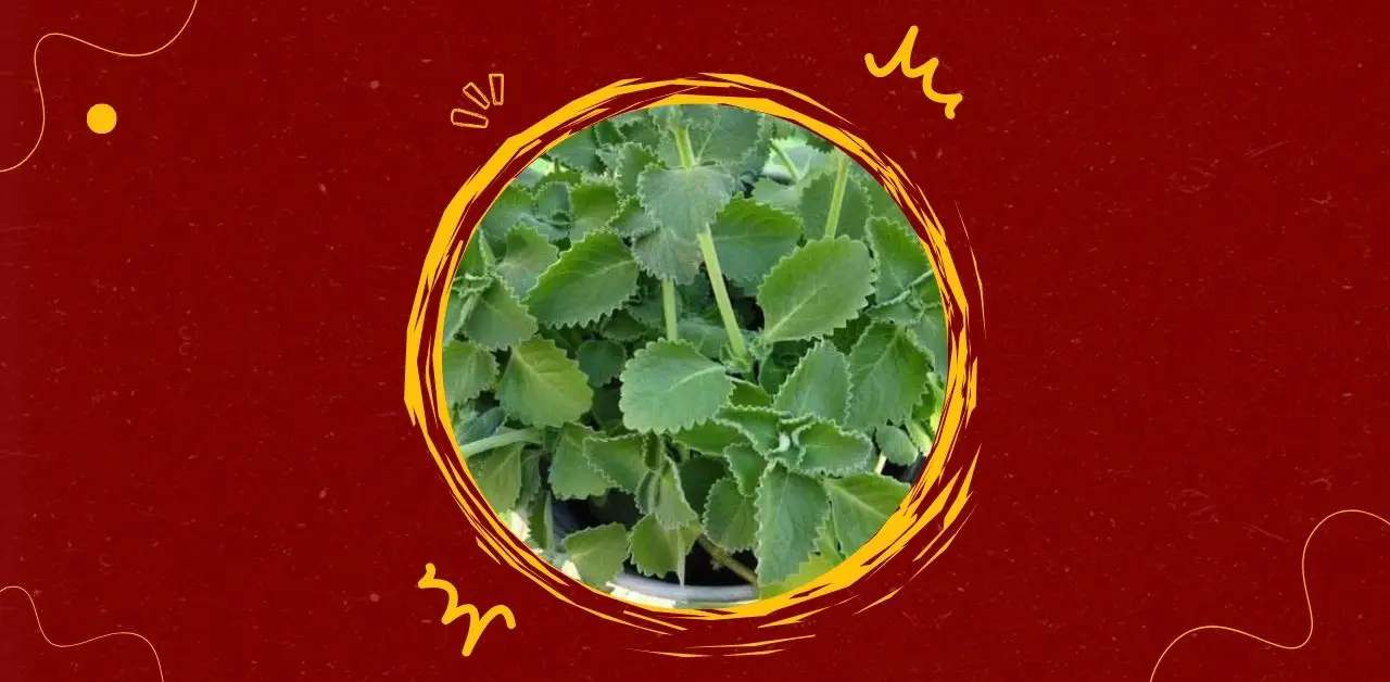 Full Information on Indian Borage (Cuban Oregano)