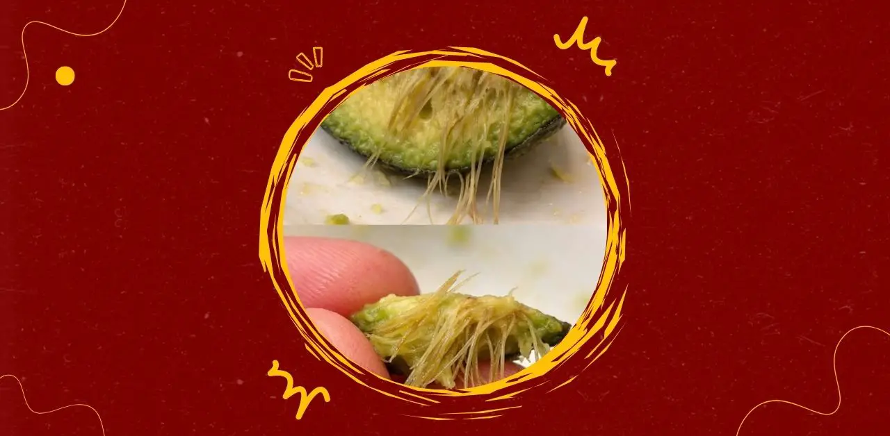 Why Some Avocados Turn Out Fibrous