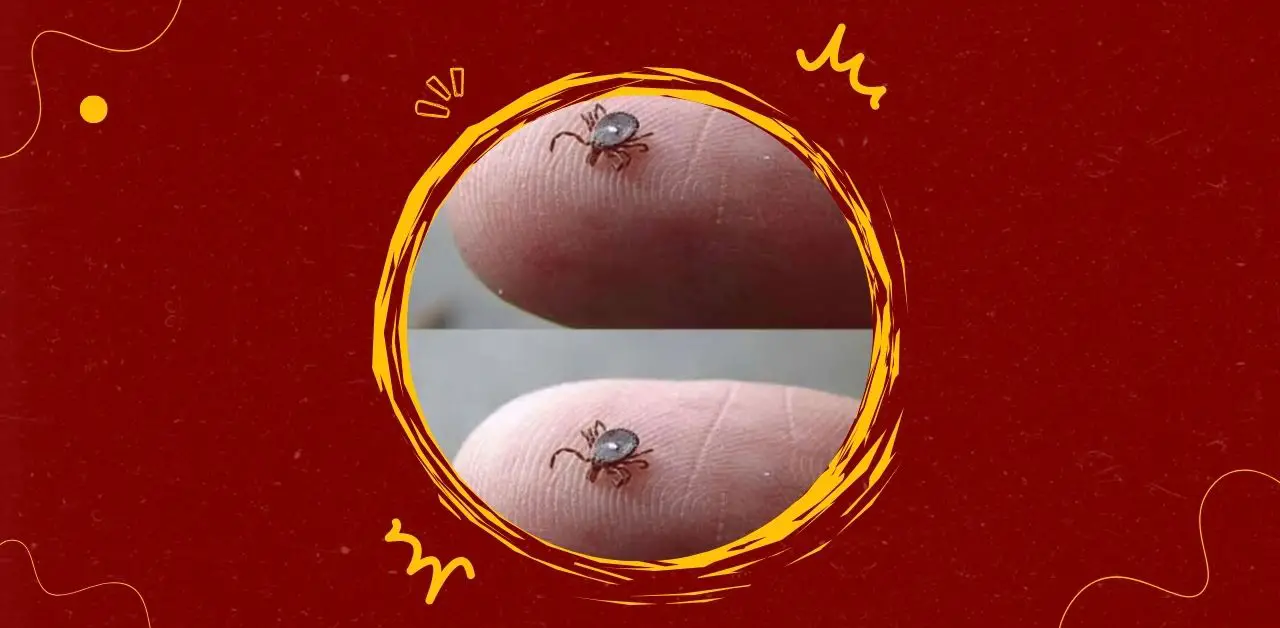 Understanding Ticks and Their Risks You Need To Know