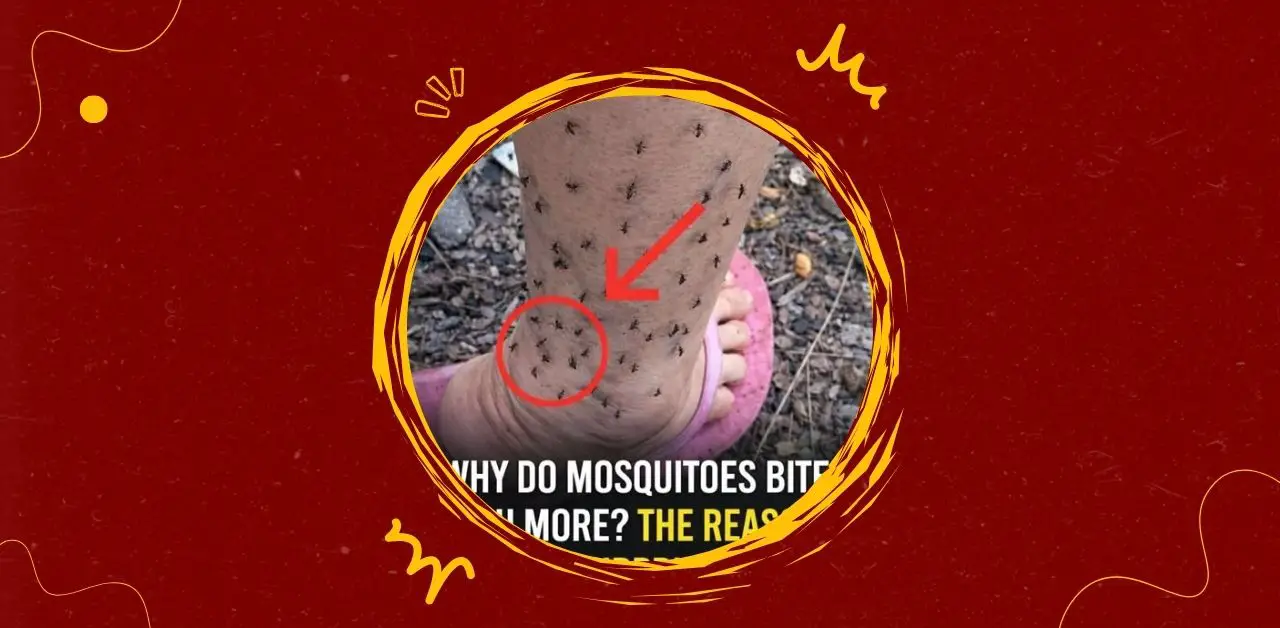 Why Do Mosquitoes Bite You More? The Surprising Reasons