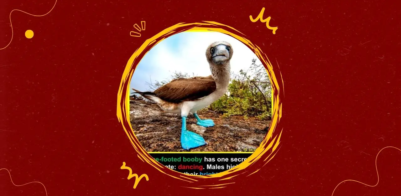 The Dance of the Blue-Footed Booby