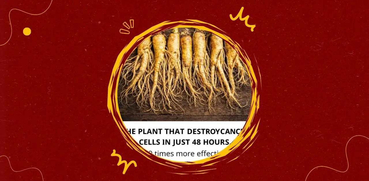 Ginseng A Traditional Plant with Modern Interest