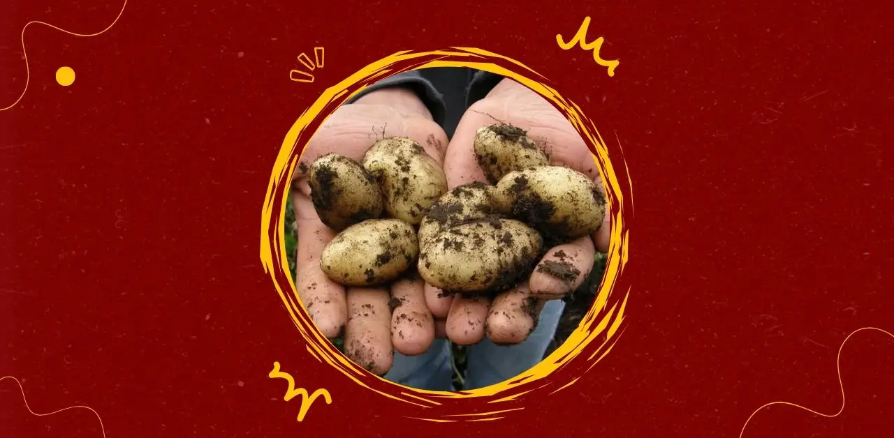 Potatoes A Doctor’s Take on Their Benefits and Risks