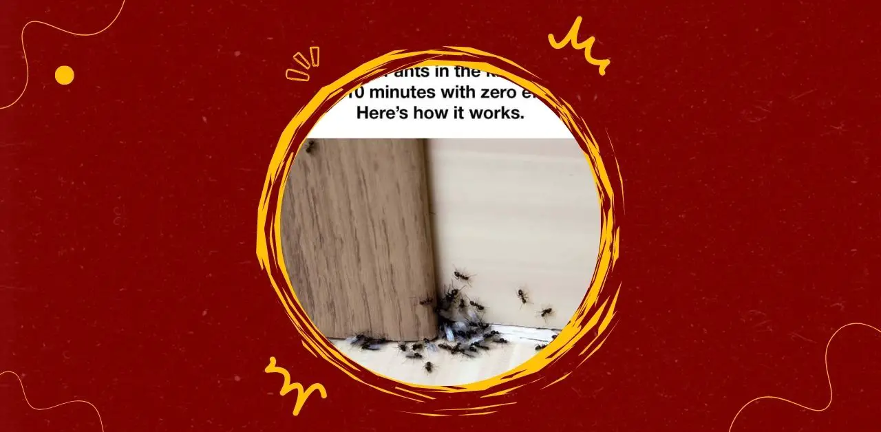 Natural Ant-Repelling Kitchen Mix Recipe