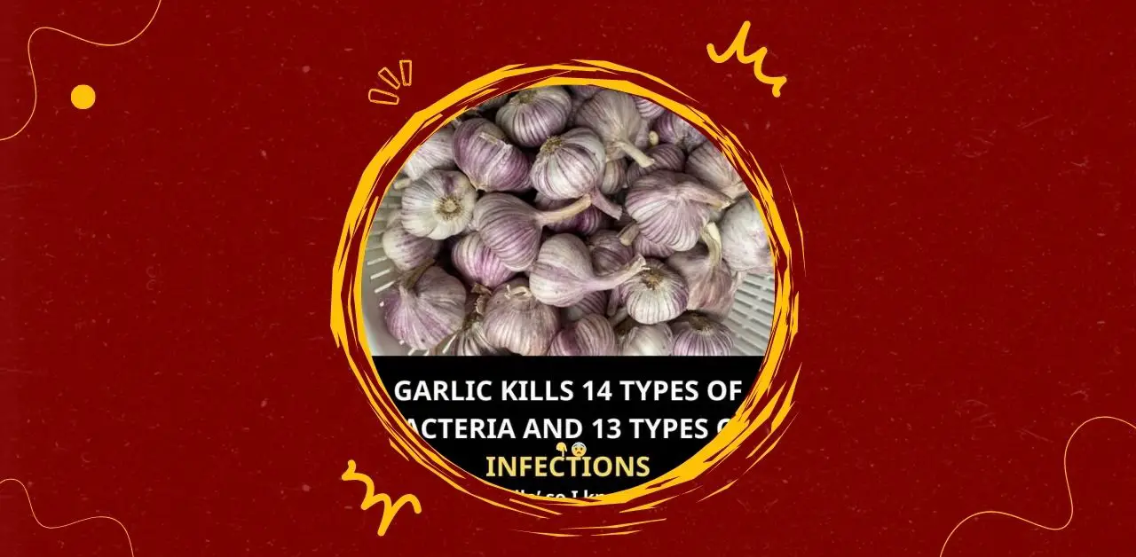Garlic Nature’s Shield Against Bacteria and Infections