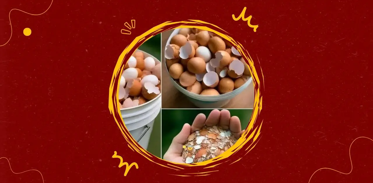 Doctors Reveal Boiled Eggshells and Their Surprising Benefits
