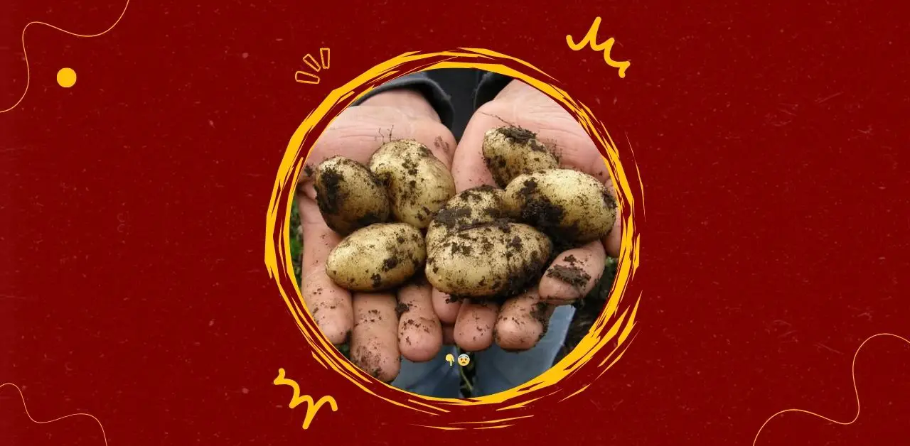 Health Effects of Eating Potatoes You Need To Know