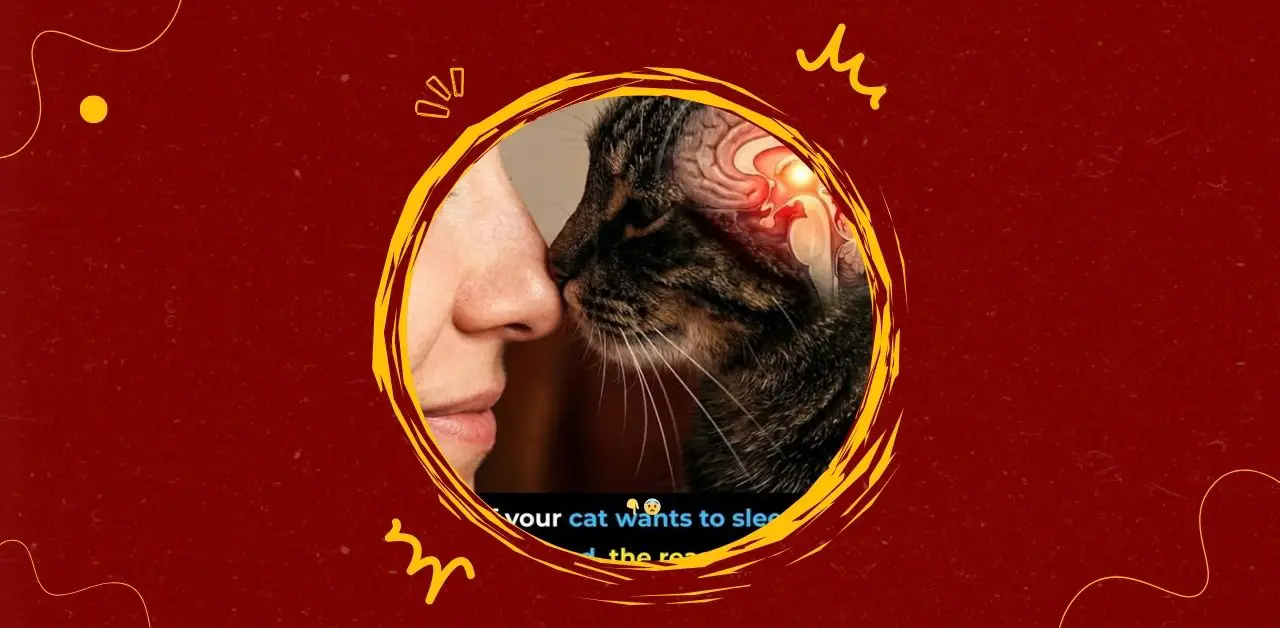 Why Cats Want to Sleep in Your Bed