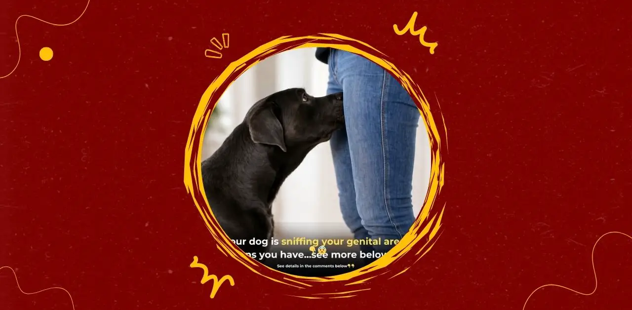 Why Dogs Sniff the Genital Area Understanding the Behavior