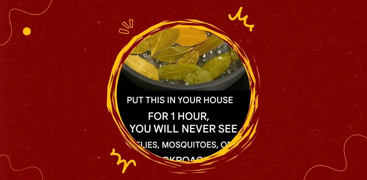 Bay Leaves and Their Everyday Uses