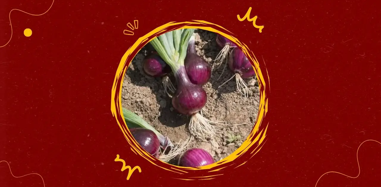 Doctors Reveal the Health Effects of Eating Onions