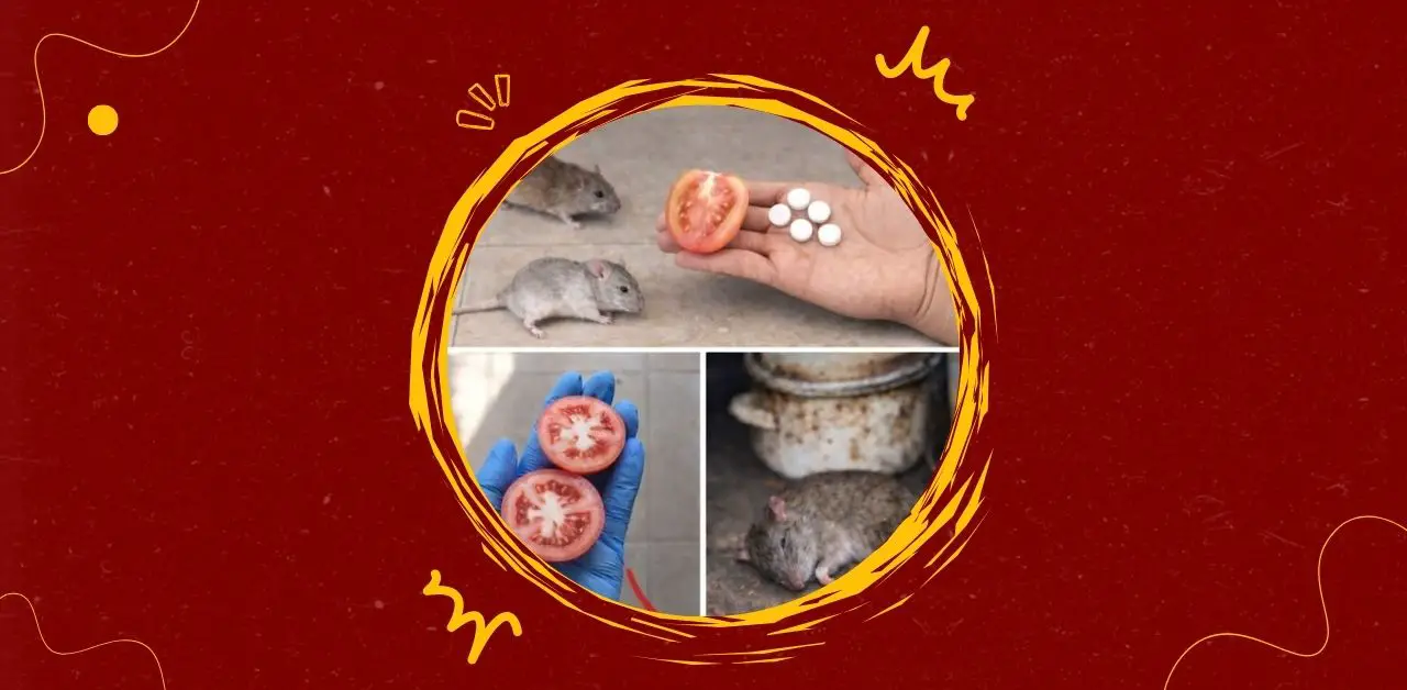 How to Safely and Effectively Get Rid of Rats