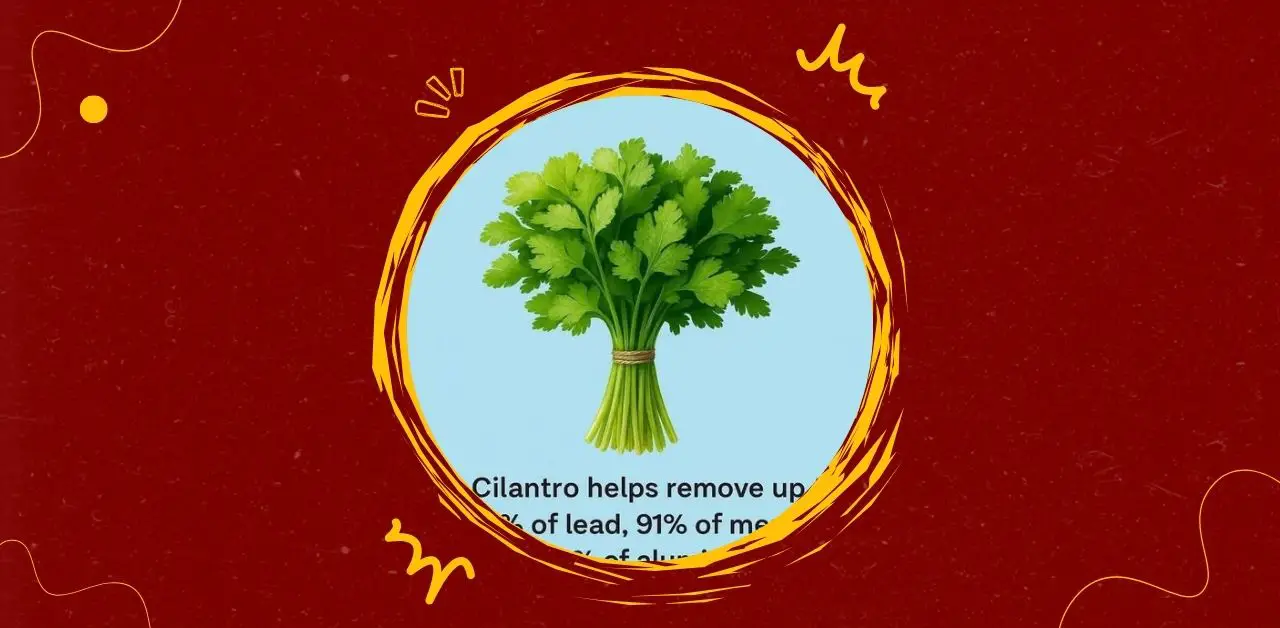 Cilantro and Heavy Metal Detox What Science Says