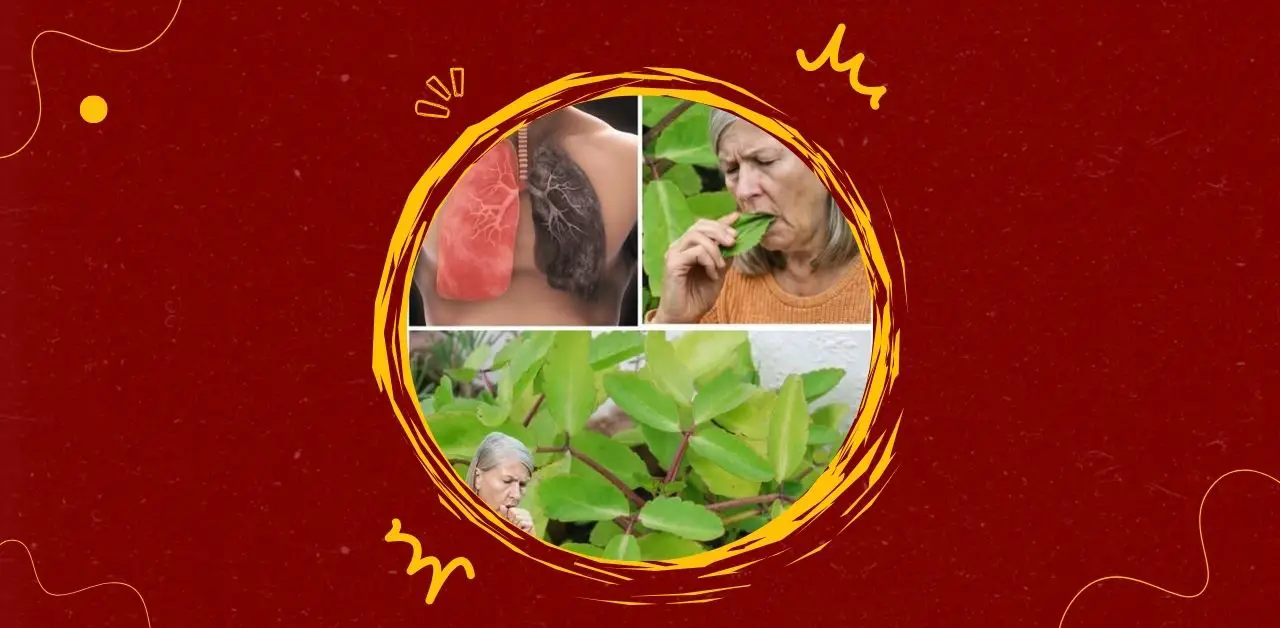 Healing Leaf Infusion for Respiratory Wellness